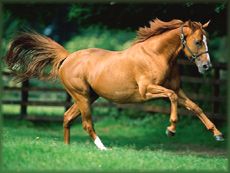 cavallo
